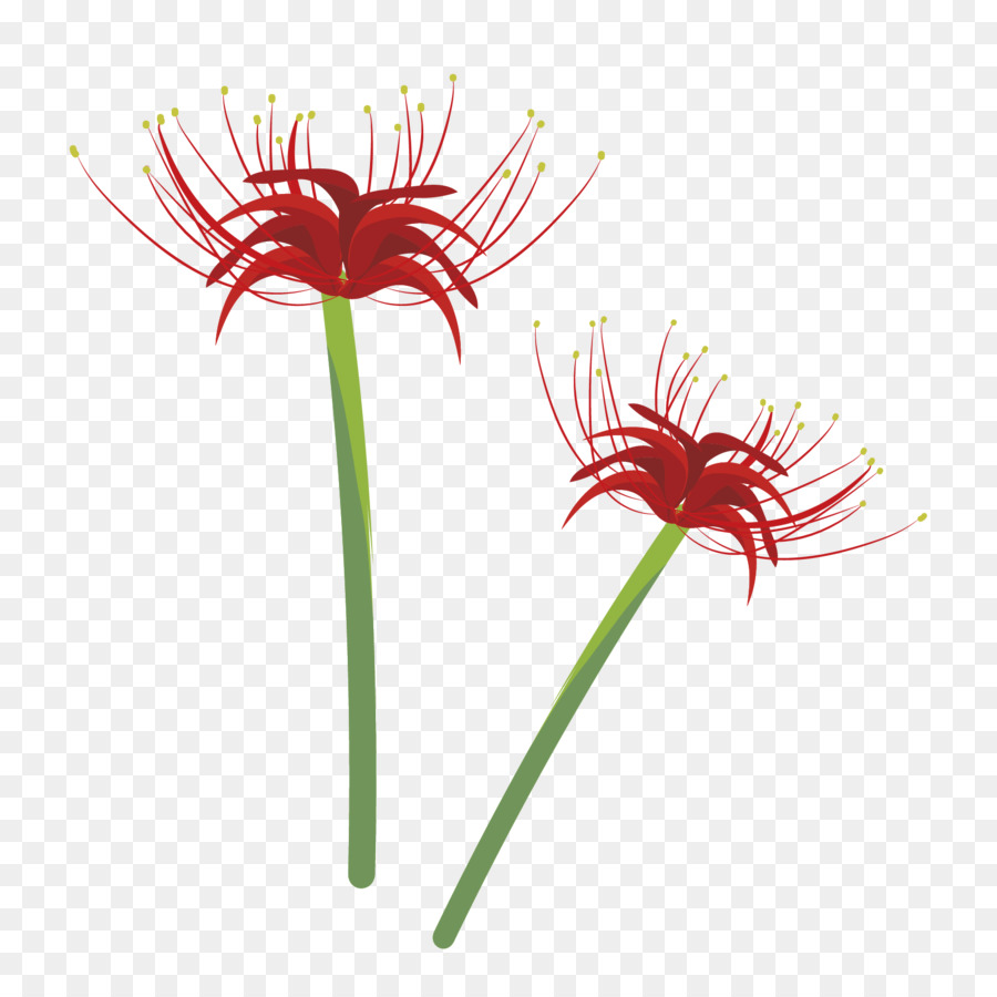Illustrator Illustrazione ragno Rosso, giglio di Design Transvaal daisy - Età qui