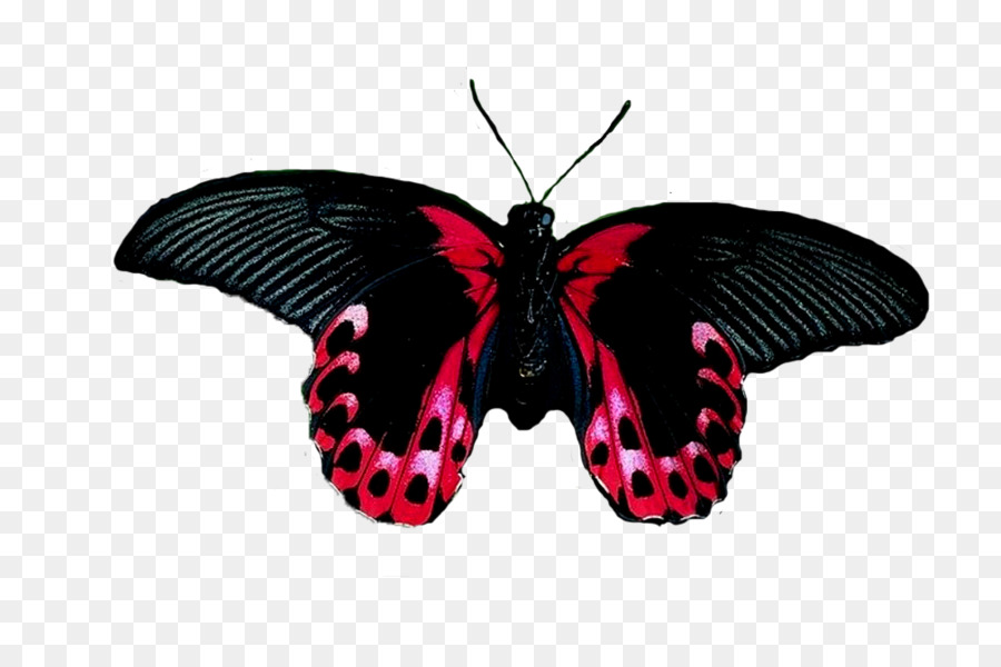 Spazzola zampe farfalle, Farfalla, Insetto Lepidottero Borboleta - farfalla
