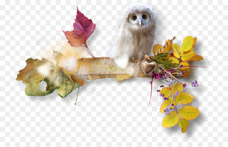 Eule Bild Vogel Herbst 0 - Eule