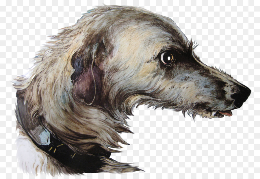 Notte, dolce tempo di razze Rare (cane) Irish Wolfhound Scottish Deerhound Cucciolo - cucciolo