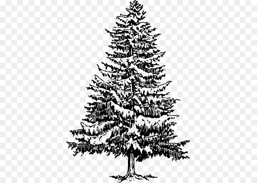 Eastern white pine Tanne Fichte Clip-art - Baum