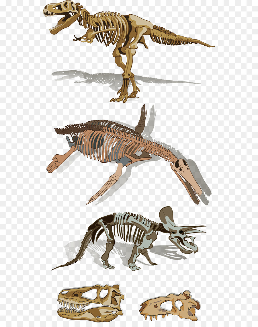 Tyrannosaurus Velociraptor-Skelett-Fauna Tier - Indische Skelett