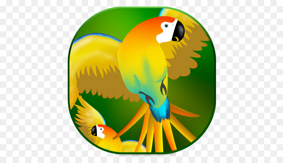 Macaw Pappagallo Becco Giallo Tucano - pappagallo