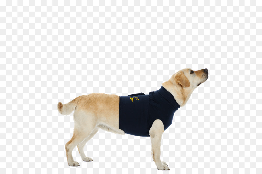 Labrador Retriever Hunderasse MPS-TOP Shirt - L Medical Pet Shirt MPS-HLS Hinterbein Ärmel - L - Shirt