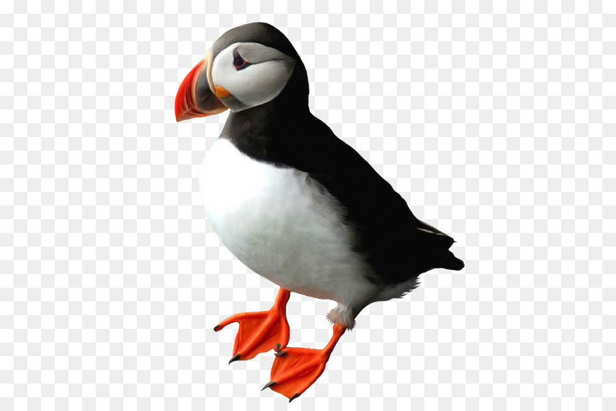 Papageientaucher-Pinguin-Schnabel-Auk - Pinguin