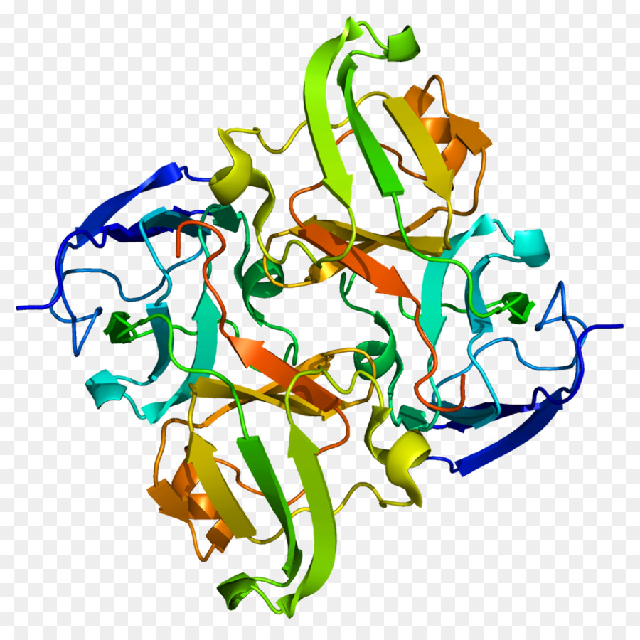 CRYBB1 Photopsin Crystallin di Proteine di Wikipedia - 