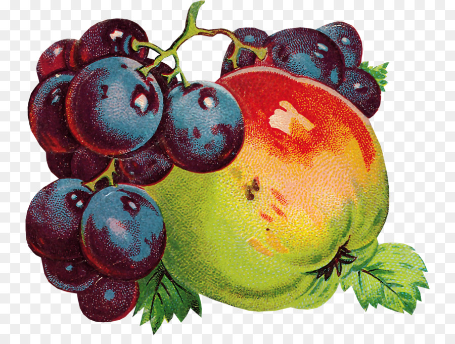 Renaissance Grape Portable Network Graphics Bild - Traube
