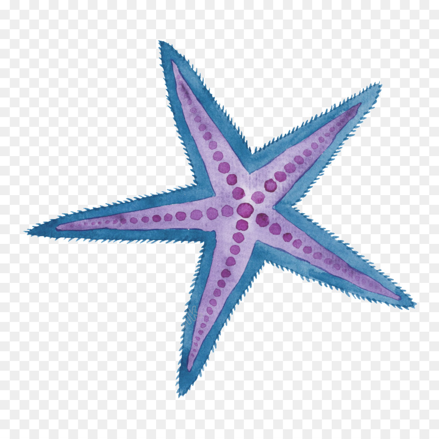 Con sao biển minh Họa Màu nước sơn Sinh nhật Biển - con sao biển
