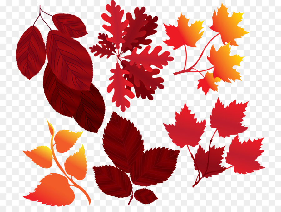 Vector graphics Stock-illustration Maple leaf - Blatt