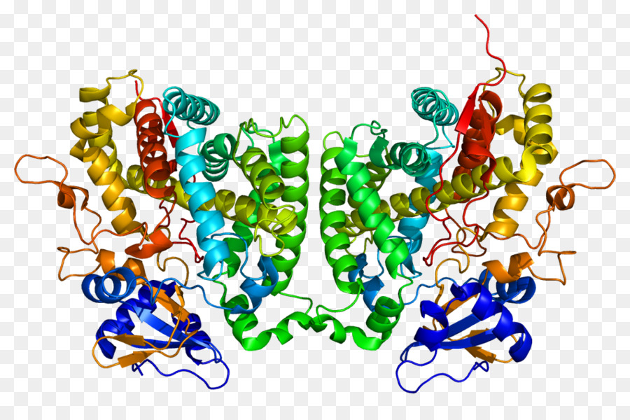 CYP2R1 Calcifediol Cytochrom-P450-Vitamin D Enzym - Cytochrom p450 family 1 member a1