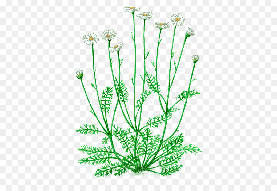 Pyrethrum dalmatinischen pellitory Chrysantheme pyrethrin dip-Pflanze-Stiel - Safran-Extrakt Hersteller