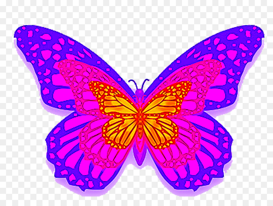 Monarca, farfalla, Insetto Viola Borboleta - farfalla