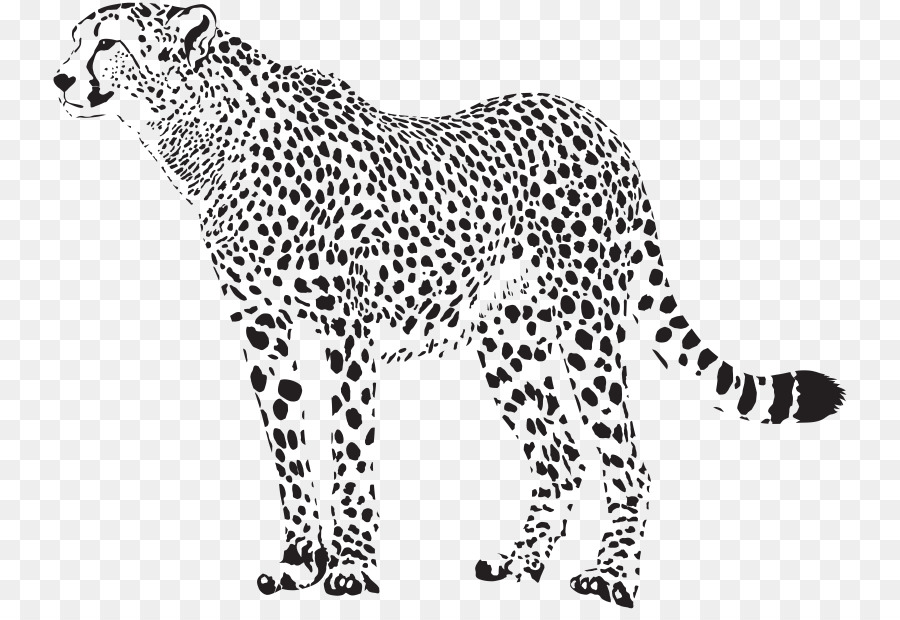 Cheetah Véc tơ đồ họa hình Ảnh minh Họa Báo - con báo png tải về - Miễn phí  trong suốt Động Vật Hoang Dã png Tải về.