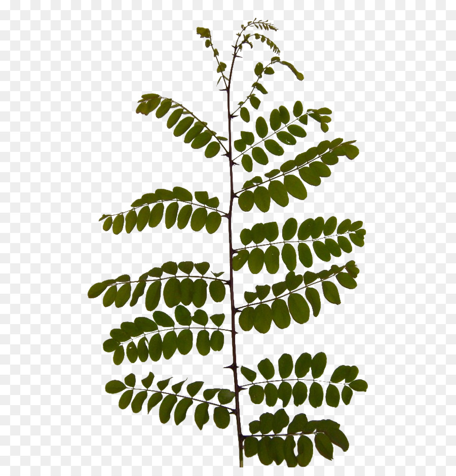 Twig Leaf Akazien-Zweig Pflanzen - Blatt