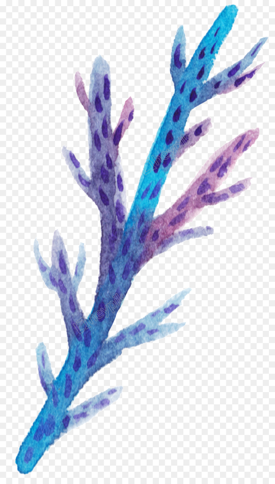 Sứa Coral Véc tơ đồ họa Màu nước sơn Ảnh - biển