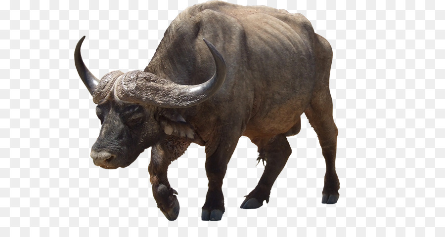 Wasser-Büffel-Horn-African buffalo Portable Network Graphics Clip art - 