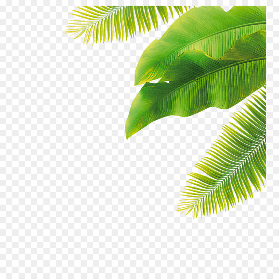 Palmen clipart-Portable Network Graphics Leaf-Bild - Blatt