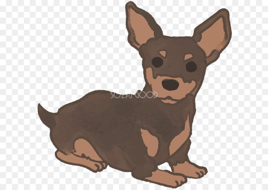 Miniatura Pinscher affettuosa, Ormskirk terrier Cucciolo Chihuahua - 