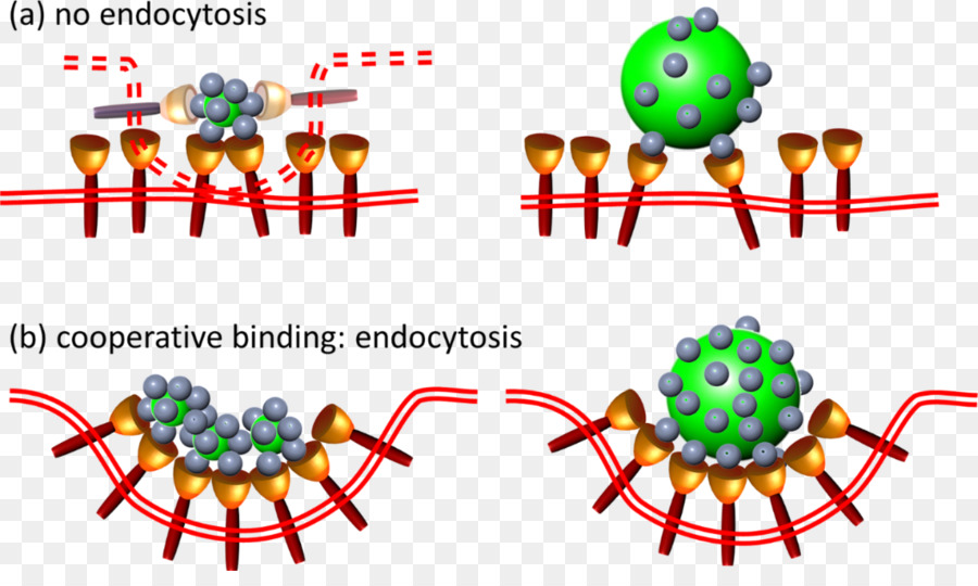 Zelle, Organismus Nanopartikel Phagozytose Endozytose - adsorption hintergrund