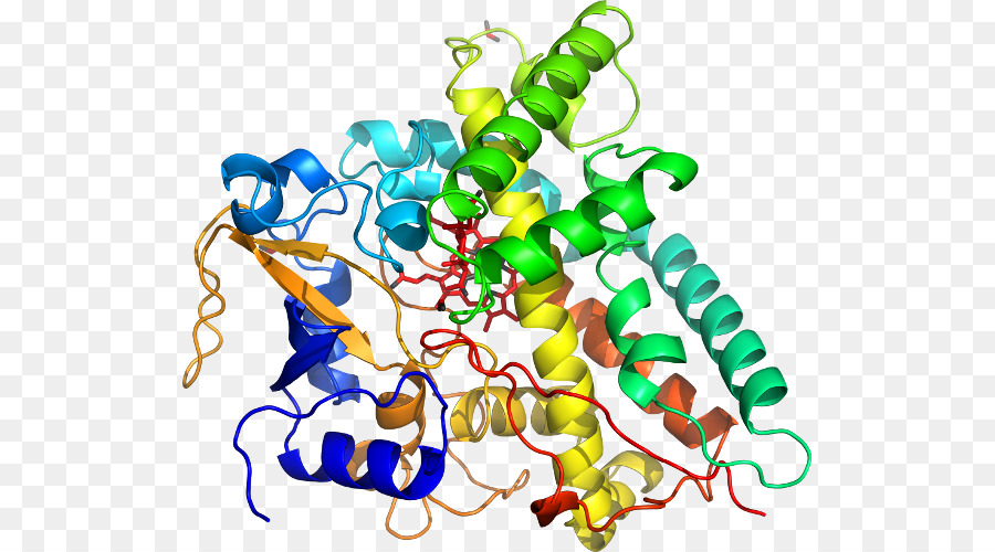CYP1A2 Cytochrome P450 CYP2C19 Xenobiotischen - Farcinica Nocardia