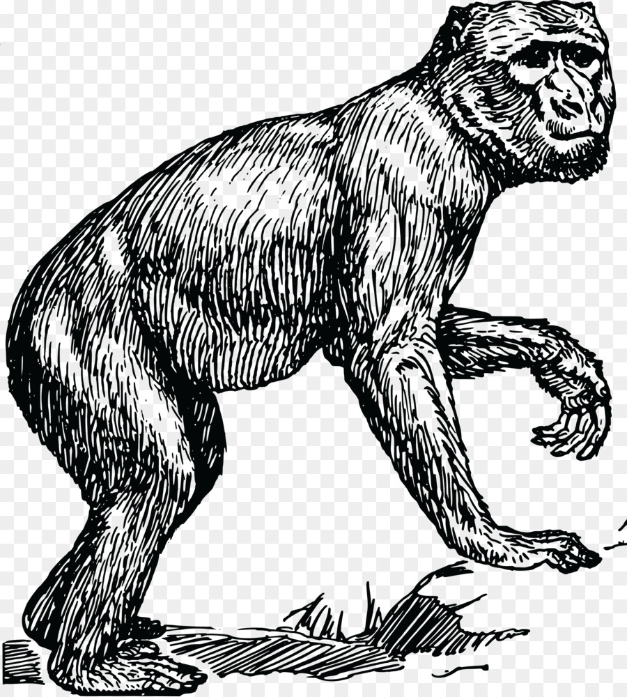 Ape Primate Clip-Art-Frauen-Gorilla - Gorilla