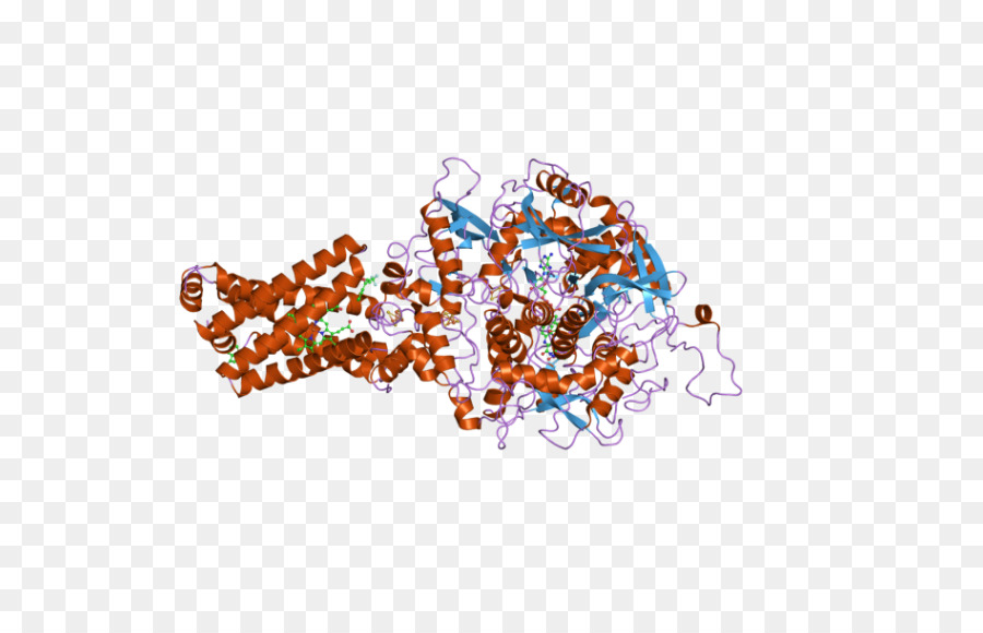 Succinate dehydrogenase complex, subunit C SDHA SDHB SDHD - Zitronensäure