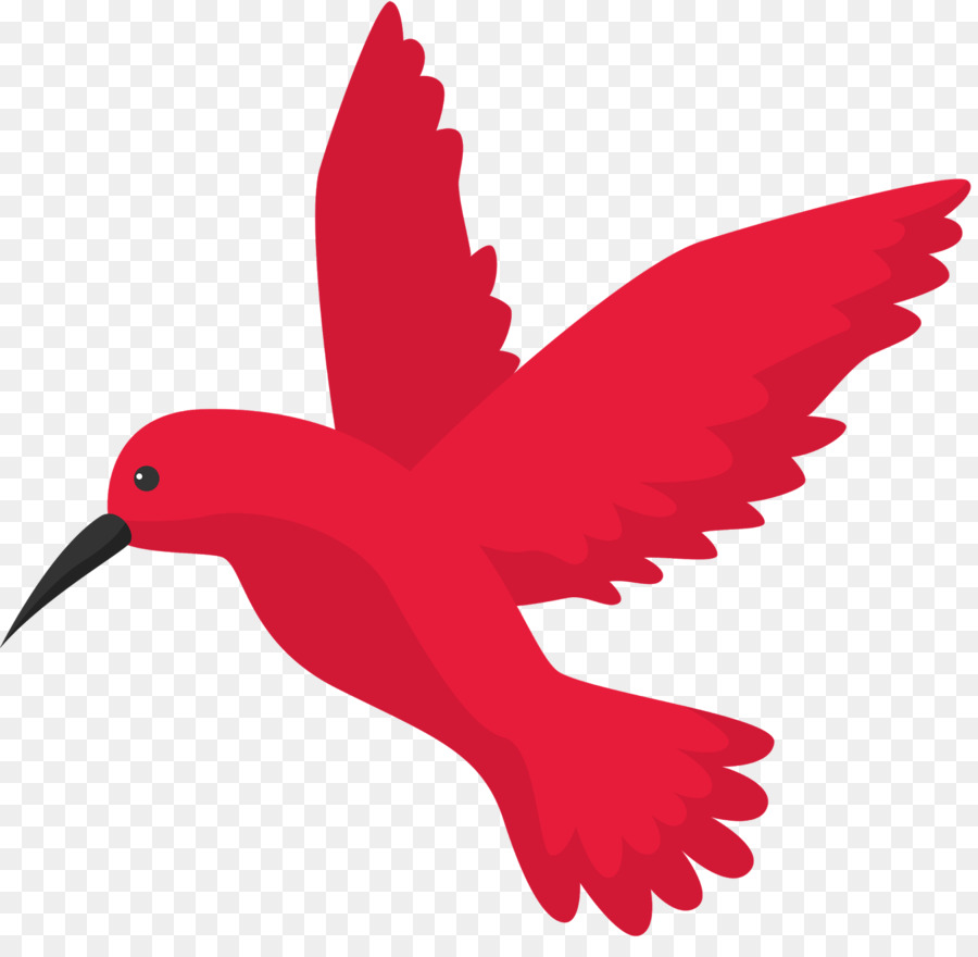 Google Hummingbird Ottimizzazione Del Motore Di Ricerca Voli - uccello