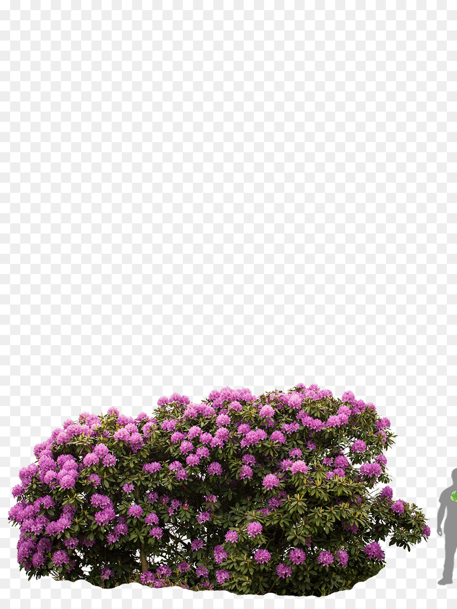 Rododendro 'Roseum Elegans' Rododendro canescens Arbusto di Fioritura della pianta - 