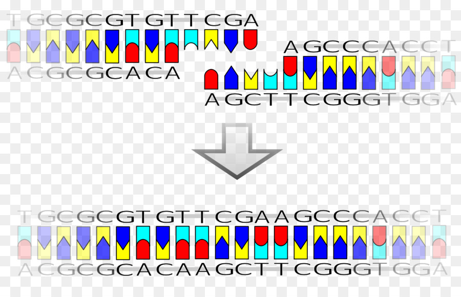 Ligation Rekombinante DNA-Ligase Vektor - Vektor