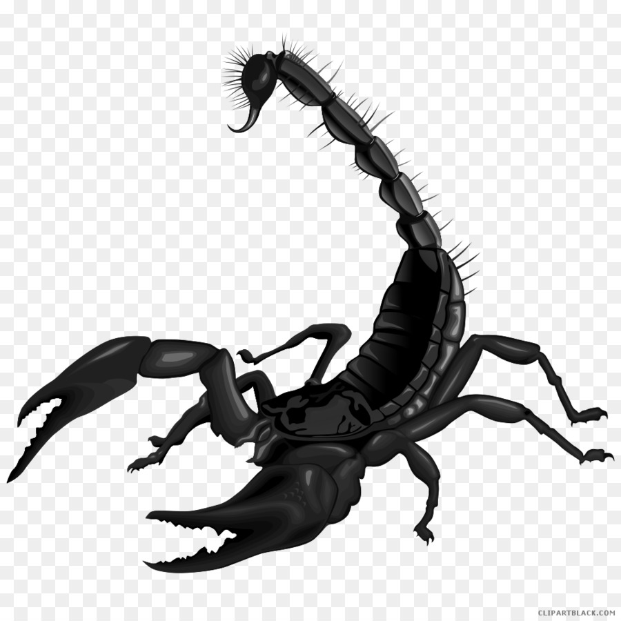 Scorpion Portable Network Graphics Clip art Immagine di Disegno - scorpione