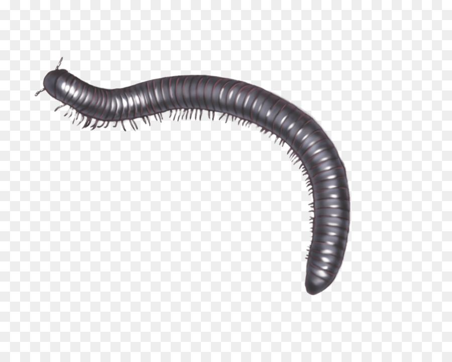 Centipedes And Millipedes Worm