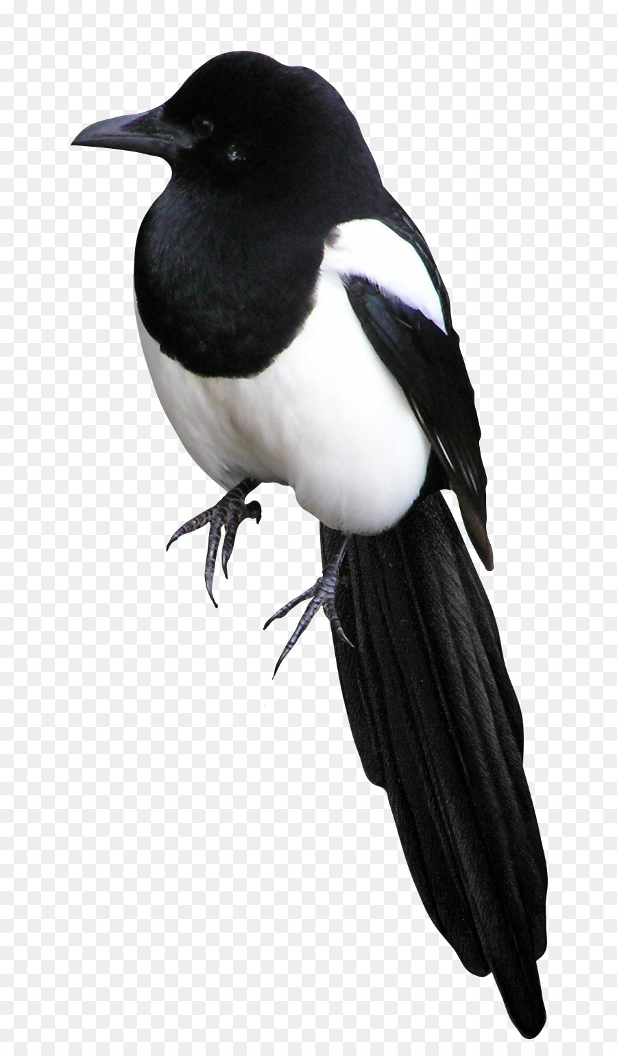 Eurasian magpie Bird Portable Network Graphics clipart-Bild - Vogel