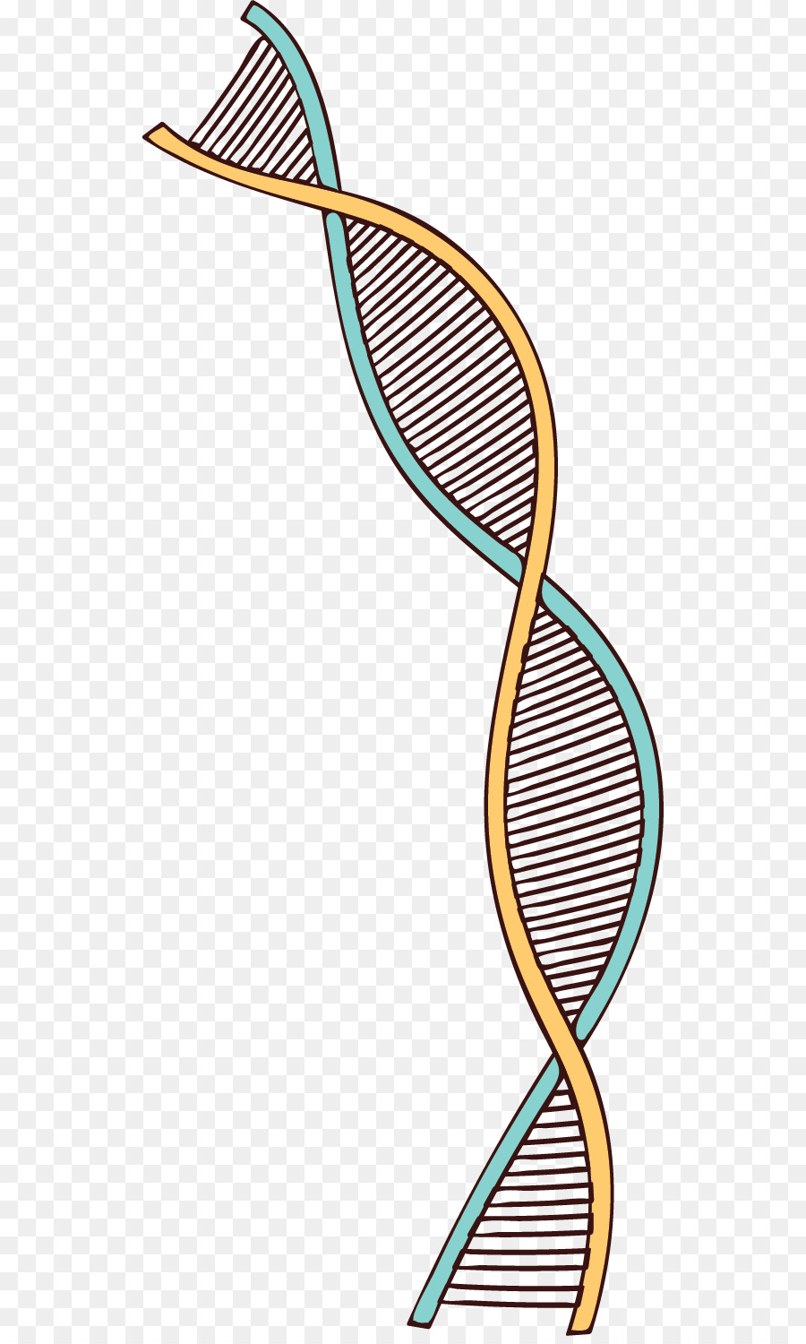 Genealogie Clip-art-Portable-Network-Graphics-Genealogischen DNA-test - Chromosom anzeigen