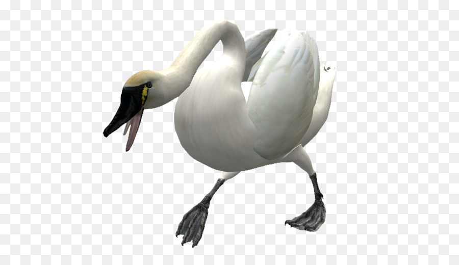 Duck Goose Bird cigno Cygnini - anatra