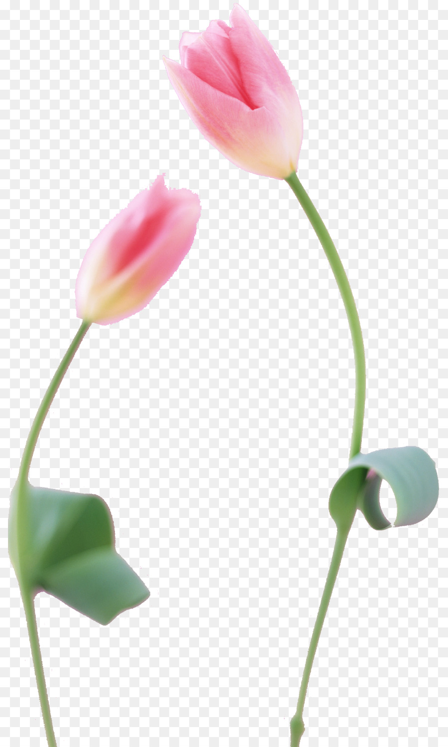 Tulip Fotografie Blume, Blütenblatt Pflanze-Stiel - Tulip