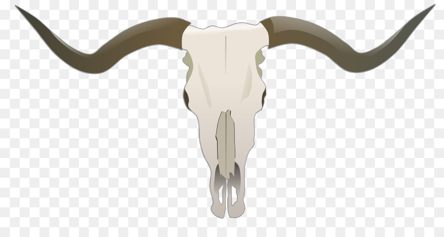 Texas Longhorn Englisch Longhorn Schädel Ziege, Stier - Schädel