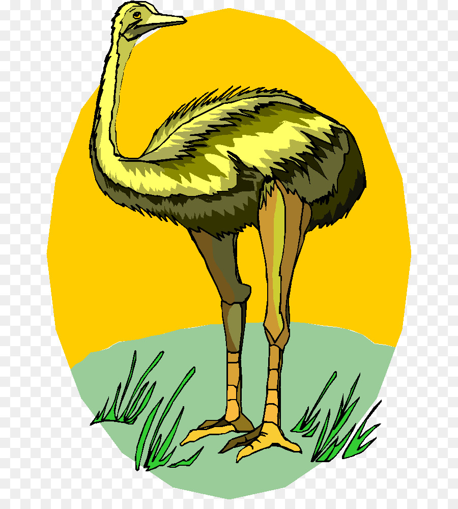 Common ostrich Clip art GIF-Bild, Zeichnung - Strauße