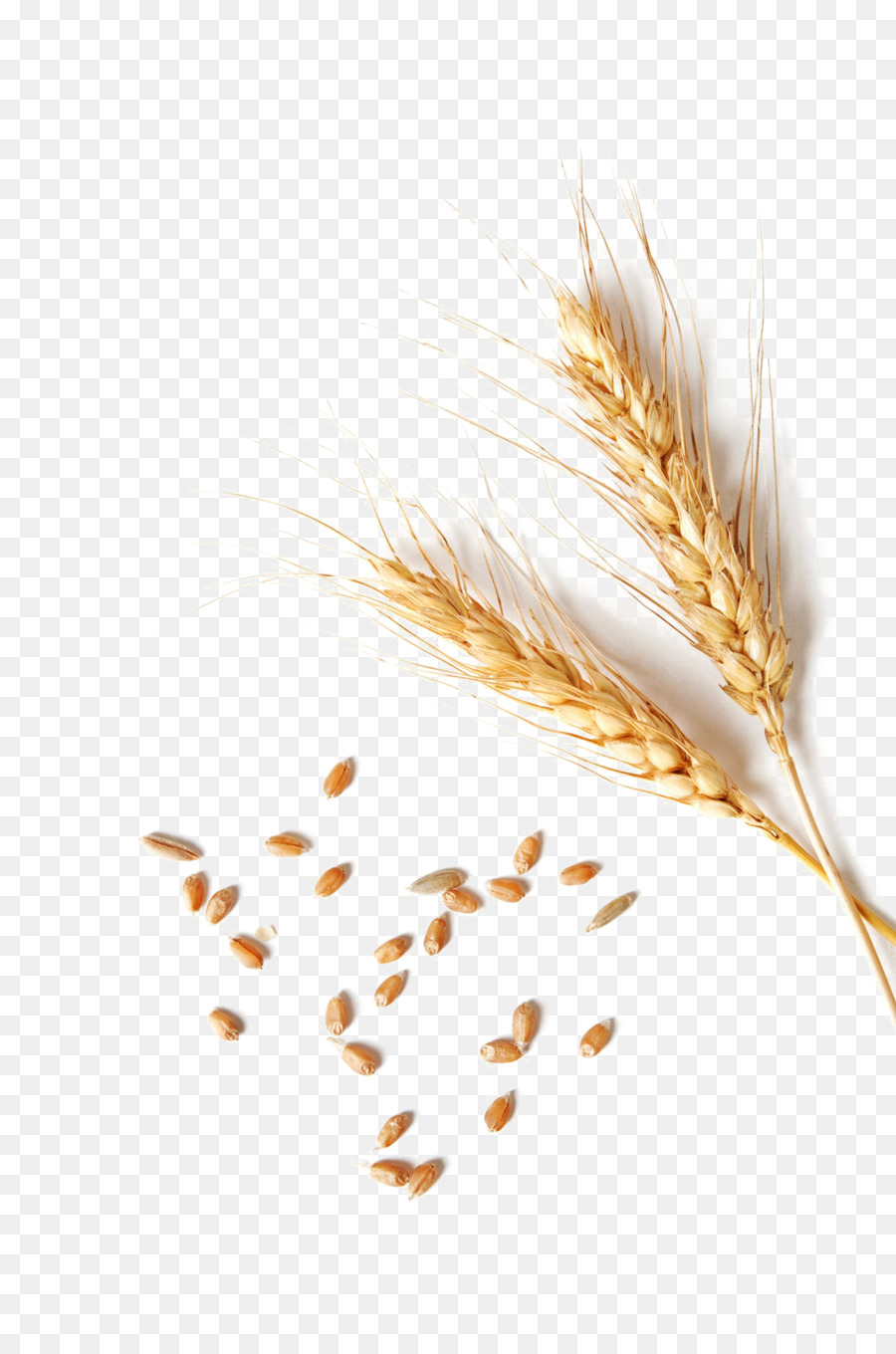 Wheat Cartoon png download - 1296*1951 - Free Transparent Grain png  Download. - CleanPNG / KissPNG