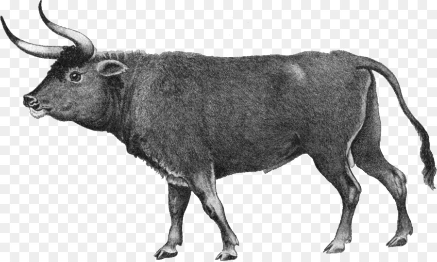 Heckrinder Normande-Jersey-Rinder Auerochsen Züchten - leere Rindfleisch Kuh Umriss