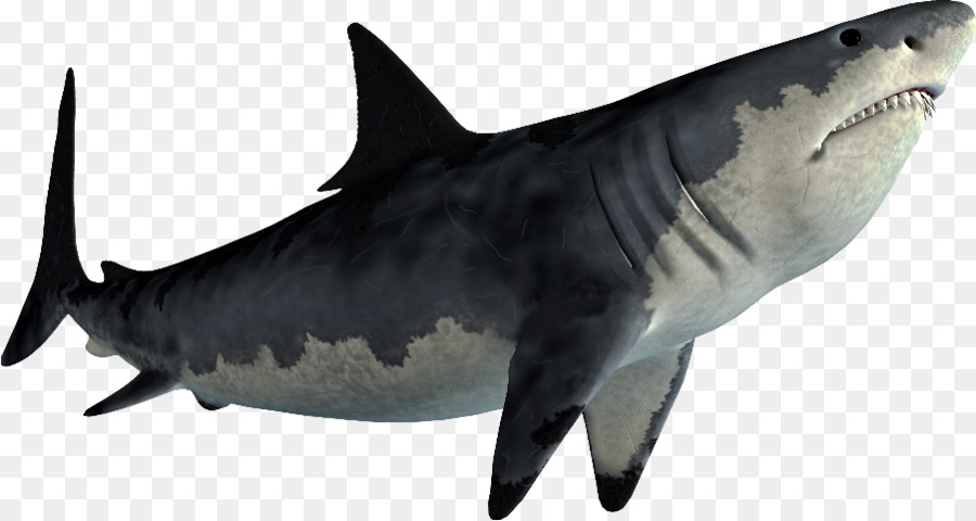 Hungry Shark Evolution Shark Jaws Great white shark-Bild - Hai