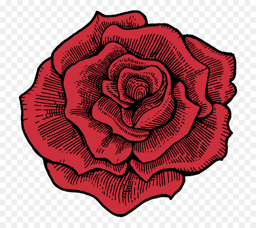 Hoa hồng trong vườn bắp Cải rose Hầm pha rượu cocktail Cánh hoa - hầm tem