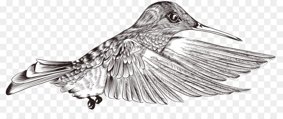 Uccello Portable Network Graphics Immagine Clip art, pittura - uccello