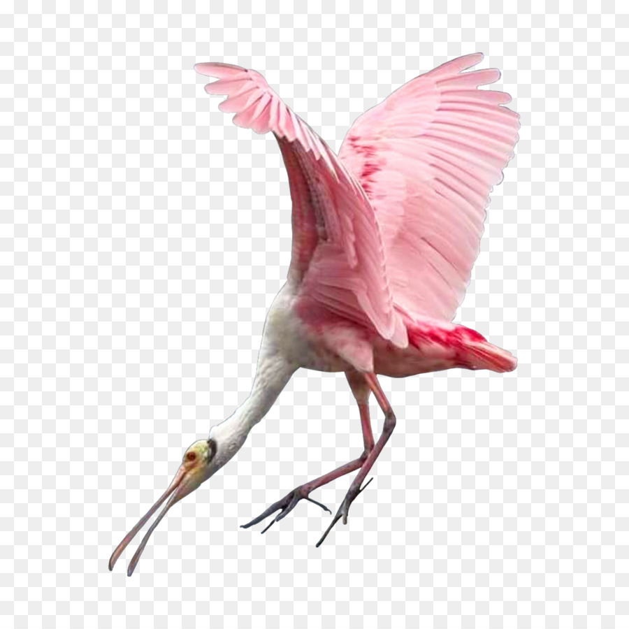Flamingos Wasser Vogel Schnabel - Vogel
