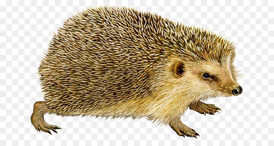 Hedgehog Hedgehog