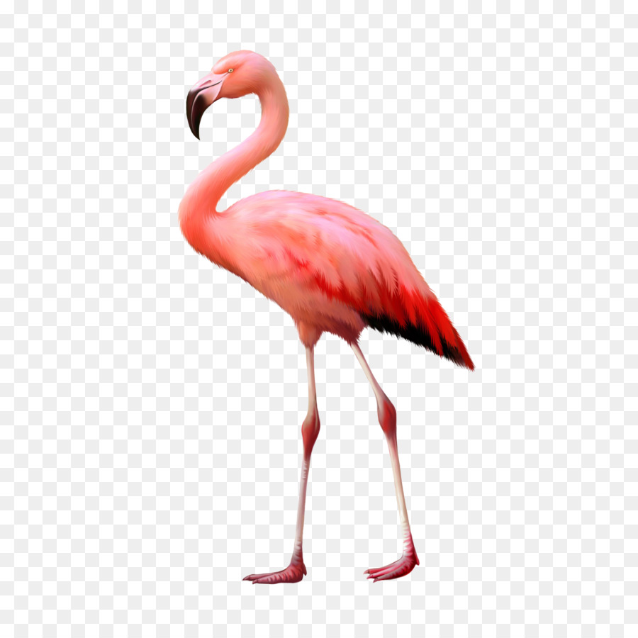 Fotografia Stock Flamingo Immagine, Illustrazione - fenicottero