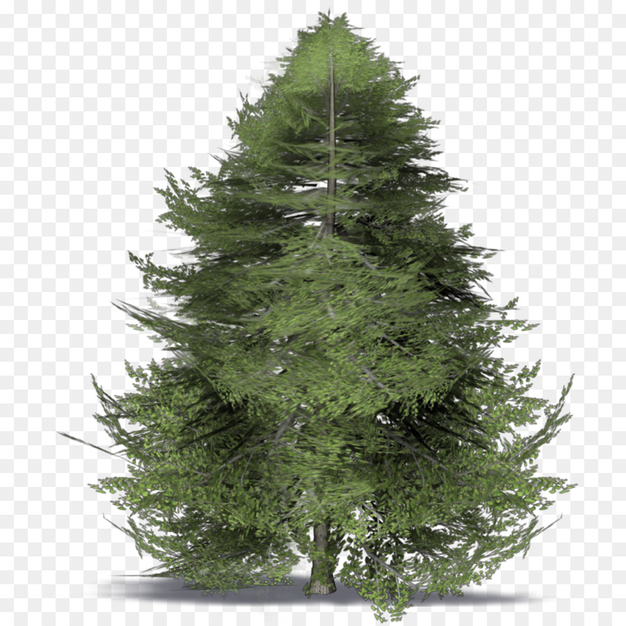 Fichte Weihnachtsbaum, Weihnachten, Zweig - Weihnachtsbaum