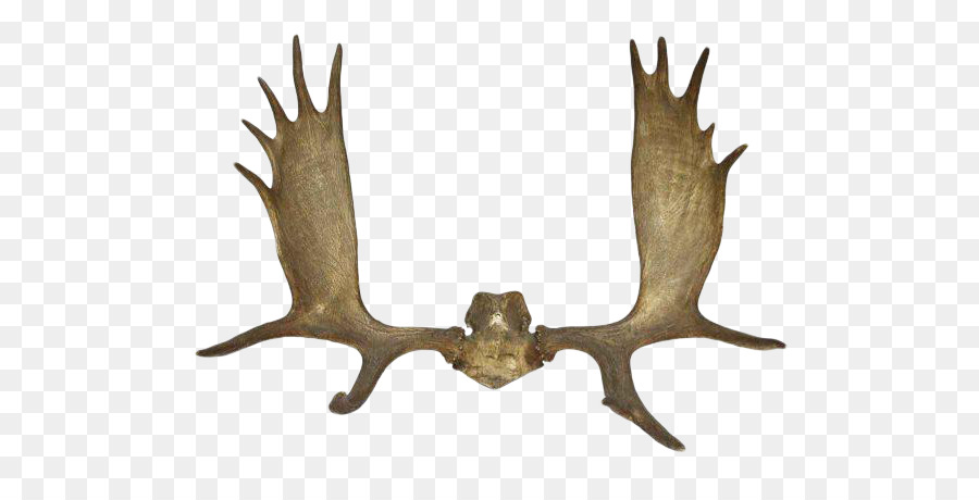 Corna Della Renna Elk Horn - cervo