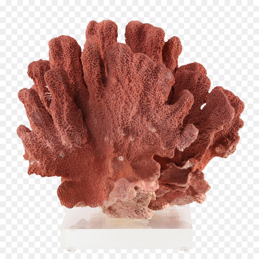 Kostbare Koralle, Rote Koralle, Wirbellose 1stdibs.Com, Inc. - 