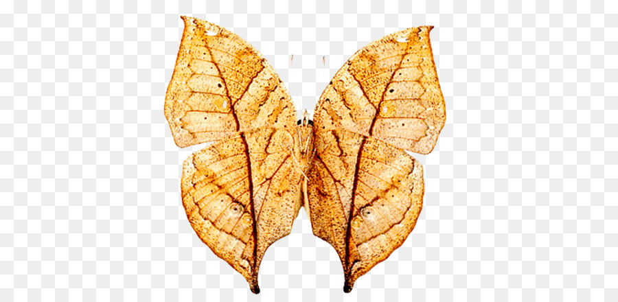 Farfalla, Insetto Lepidottero Arancione foglia di quercia Cappotto - farfalla