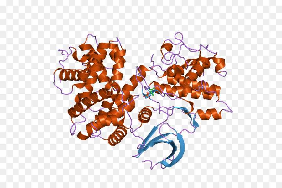 Cyclin B1 Cyclin-abhängige kinase 2 - 